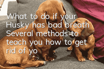 What to do if your Husky has bad breath? Several methods to teach you how to get rid of your dog’s bad breath