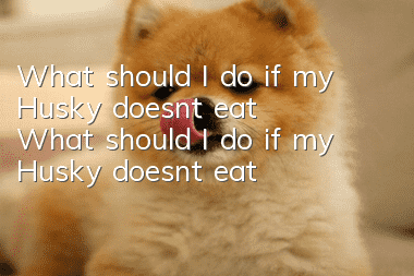 What should I do if my Husky doesn’t eat? What should I do if my Husky doesn’t eat?