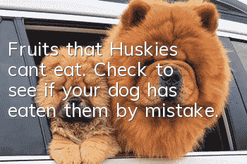 Fruits that Huskies can’t eat. Check to see if your dog has eaten them by mistake.