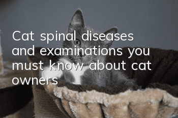 Cat spinal diseases and examinations, you must know about cat owners!