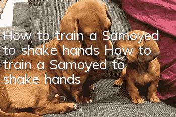 How to train a Samoyed to shake hands How to train a Samoyed to shake hands