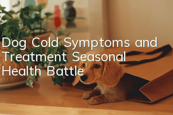 Dog Cold Symptoms and Treatment Seasonal Health Battle