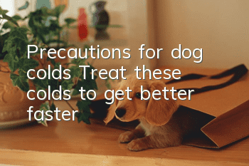 Precautions for dog colds: Treat these colds to get better faster