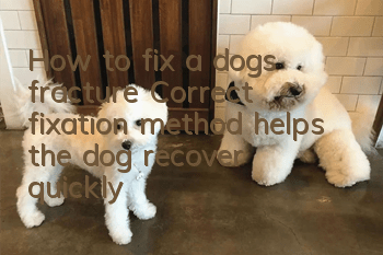 How to fix a dog’s fracture? Correct fixation method helps the dog recover quickly
