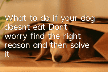 What to do if your dog doesn’t eat? Don’t worry, find the right reason and then solve it!