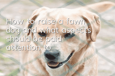 How to raise a fawn dog and what aspects should be paid attention to