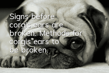 Signs before corgi's ears are broken. Methods for corgi's ears to be broken.