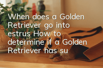 When does a Golden Retriever go into estrus? How to determine if a Golden Retriever has successfully mated and conceived?