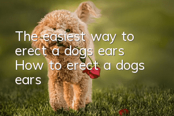 The easiest way to erect a dog’s ears How to erect a dog’s ears