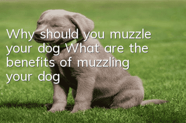 Why should you muzzle your dog? What are the benefits of muzzling your dog?
