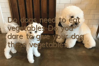 Do dogs need to eat vegetables? Do you dare to give your dog these vegetables?