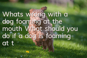 What’s wrong with a dog foaming at the mouth? What should you do if a dog is foaming at the mouth?