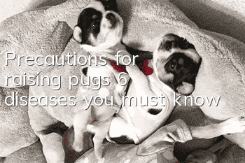 Precautions for raising pugs: 6 diseases you must know