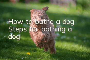 How to bathe a dog? Steps for bathing a dog