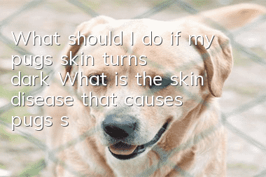 What should I do if my pug's skin turns dark? What is the skin disease that causes pug's skin to turn dark?