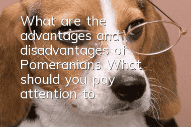 What are the advantages and disadvantages of Pomeranians? What should you pay attention to when raising Pomeranians?