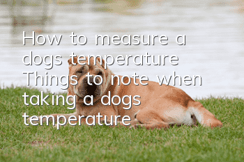 How to measure a dog’s temperature? Things to note when taking a dog’s temperature