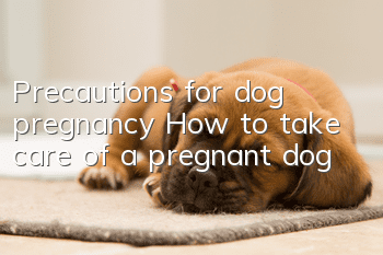 Precautions for dog pregnancy How to take care of a pregnant dog