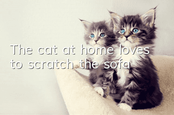 The cat at home loves to scratch the sofa