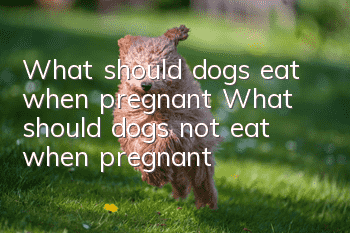 What should dogs eat when pregnant? What should dogs not eat when pregnant?
