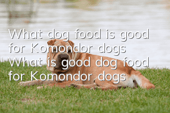 What dog food is good for Komondor dogs? What is good dog food for Komondor dogs?