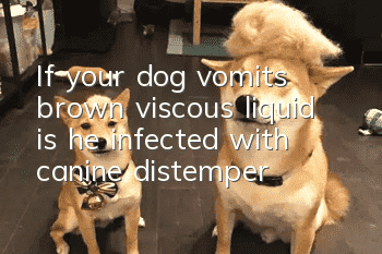 If your dog vomits brown viscous liquid, is he infected with canine distemper?