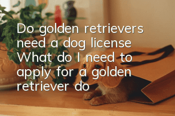 Do golden retrievers need a dog license? What do I need to apply for a golden retriever dog license?