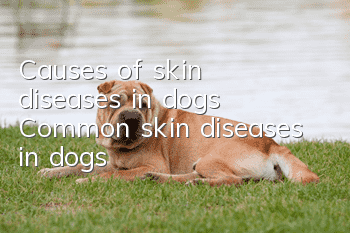 Causes of skin diseases in dogs Common skin diseases in dogs