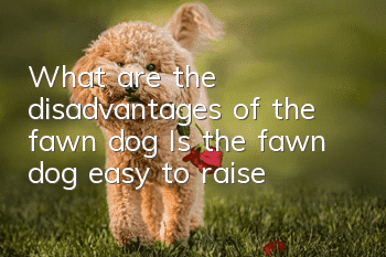 What are the disadvantages of the fawn dog? Is the fawn dog easy to raise?
