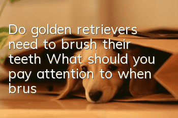 Do golden retrievers need to brush their teeth? What should you pay attention to when brushing your teeth?