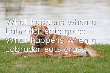 What happens when a Labrador eats grass? What happens when a Labrador eats grass?