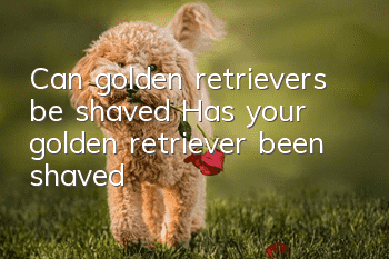 Can golden retrievers be shaved? Has your golden retriever been shaved?