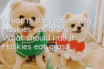 What is the reason why Huskies eat grass? What should I do if Huskies eat grass?