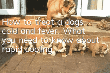 How to treat a dog’s cold and fever. What you need to know about rapid cooling