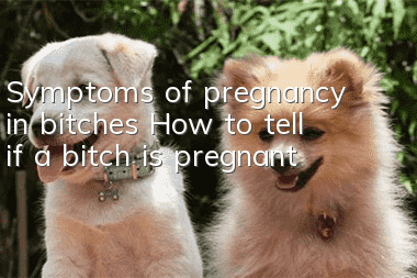 Symptoms of pregnancy in bitches How to tell if a bitch is pregnant