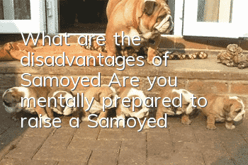 What are the disadvantages of Samoyed? Are you mentally prepared to raise a Samoyed?