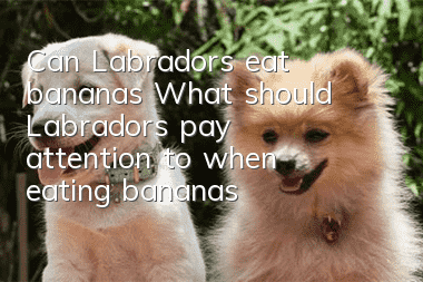Can Labradors eat bananas? What should Labradors pay attention to when eating bananas?