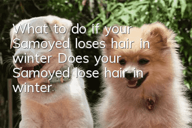 What to do if your Samoyed loses hair in winter? Does your Samoyed lose hair in winter?