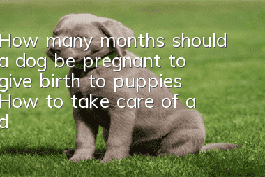 How many months should a dog be pregnant to give birth to puppies? How to take care of a dog during pregnancy