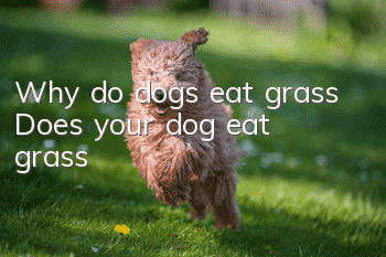 Why do dogs eat grass? Does your dog eat grass?