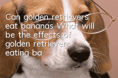 Can golden retrievers eat bananas? What will be the effects of golden retrievers eating bananas?
