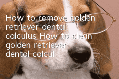 How to remove golden retriever dental calculus How to clean golden retriever dental calculus