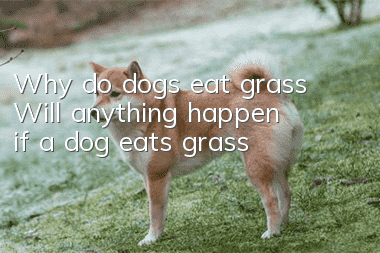 Why do dogs eat grass? Will anything happen if a dog eats grass?