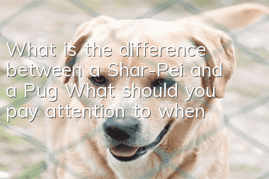 What is the difference between a Shar-Pei and a Pug? What should you pay attention to when raising a Shar-Pei and a Pug?