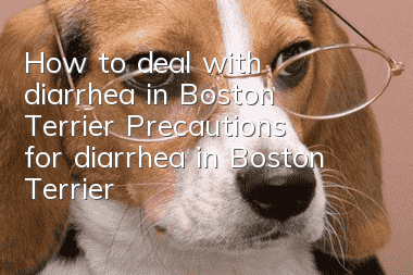 How to deal with diarrhea in Boston Terrier? Precautions for diarrhea in Boston Terrier