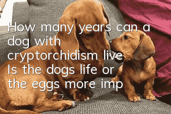How many years can a dog with cryptorchidism live? Is the dog’s life or the eggs more important?