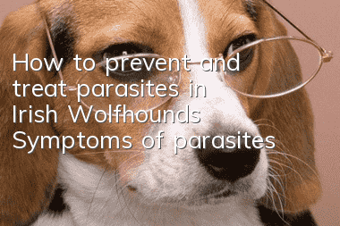 How to prevent and treat parasites in Irish Wolfhounds? Symptoms of parasites