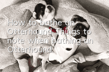 How to bathe an Otterhound? Things to note when bathing an Otterhound.