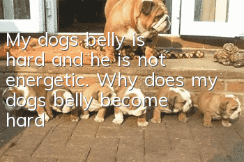 My dog’s belly is hard and he is not energetic. Why does my dog’s belly become hard?