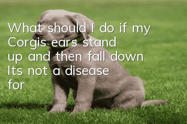 What should I do if my Corgi’s ears stand up and then fall down? It’s not a disease for Corgi’s ears to stand up and then fall down.